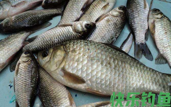 冬季水库野钓鲫鱼水深多少？