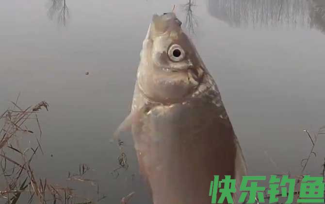 冬季钓鱼钓深水还是浅水？