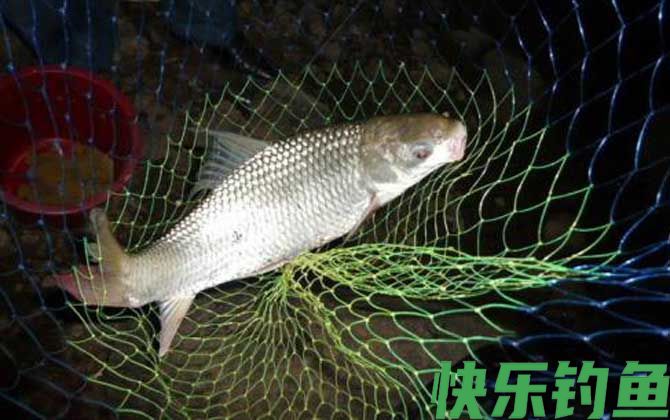 晚上怎样钓土鲮鱼最好？