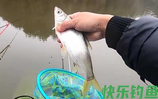 钓鲴鱼怎么调漂最实用？