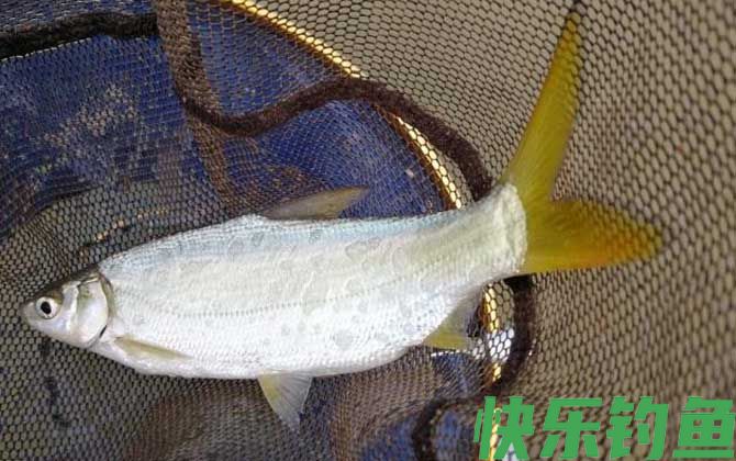 黄尾鱼怎么钓上鱼快？