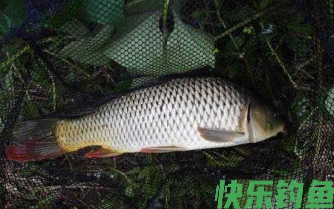 夏天怎么钓鱼容易上钩？