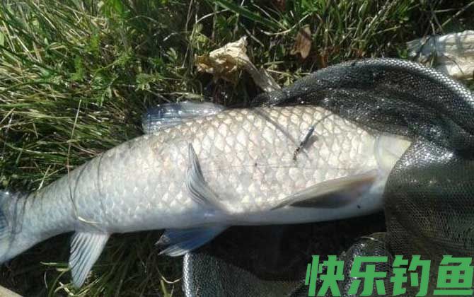 青鱼水深好钓还是水浅好钓？