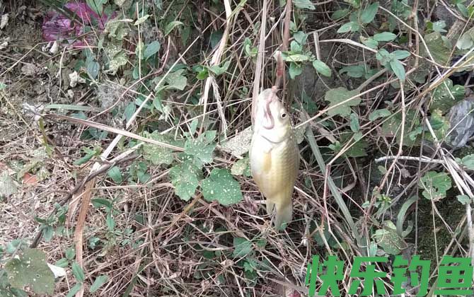 怎么钓鲫鱼上鱼最快？