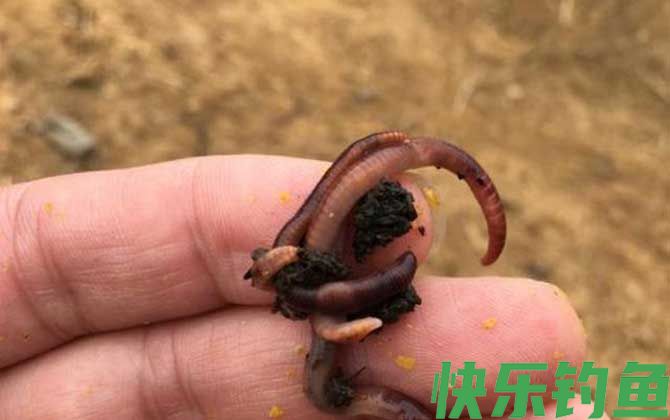 蚯蚓怎么穿不怕小鱼？