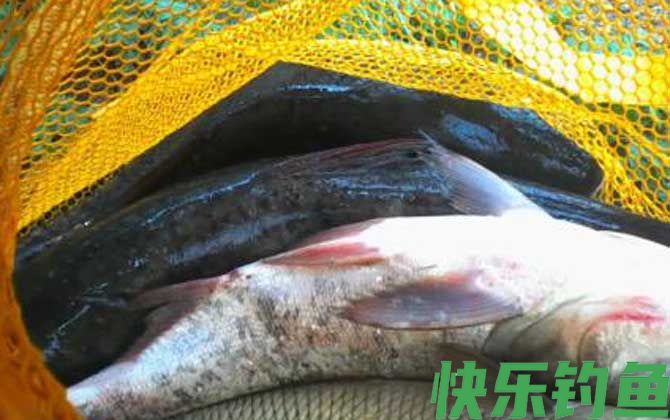鲢鳙什么季节最好钓？