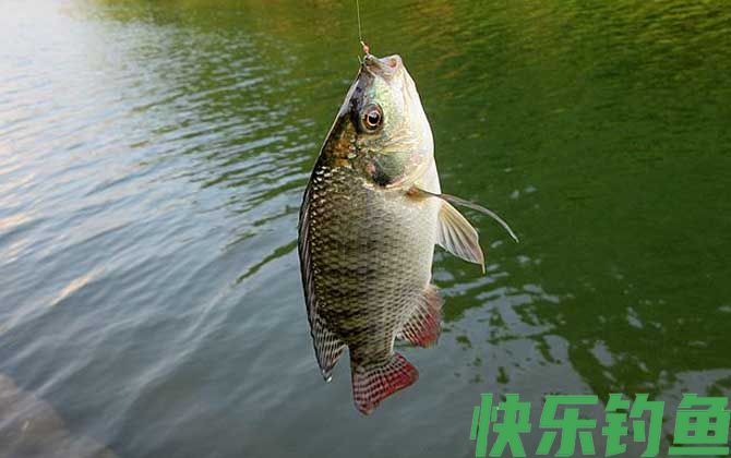 夜钓罗非鱼钓近还是钓远？