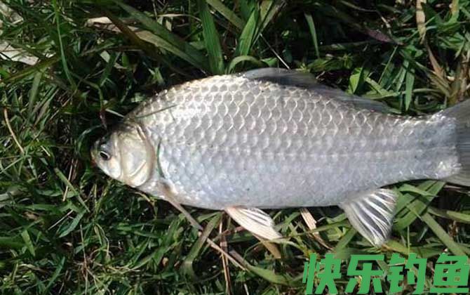 蚯蚓钓鲫鱼不开口怎么办？