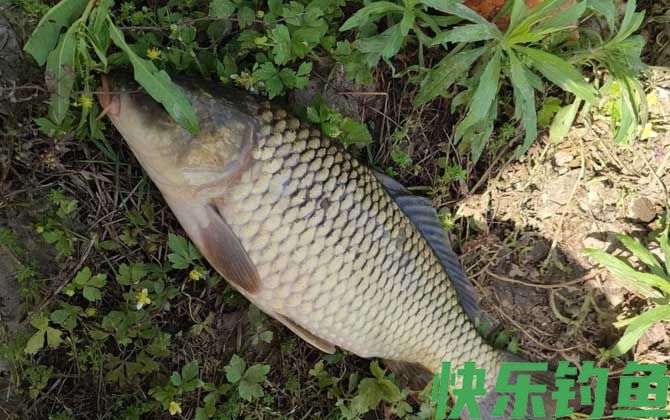 上鱼最快的野钓方法