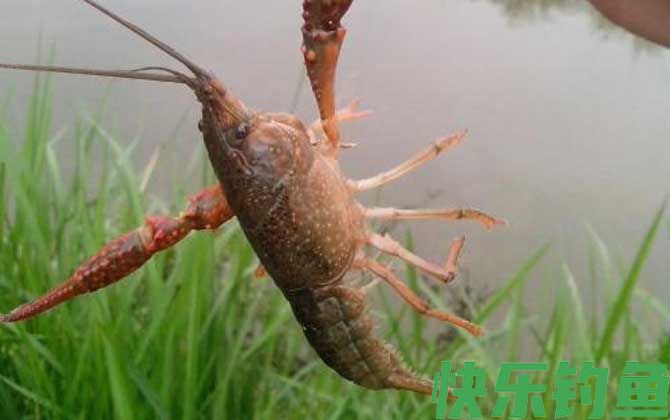 什么时候钓小龙虾最合适？