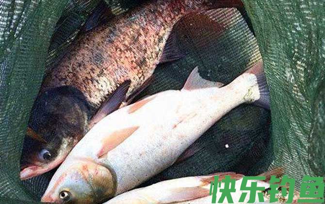 晚上钓鲢鳙钓深还是浅？