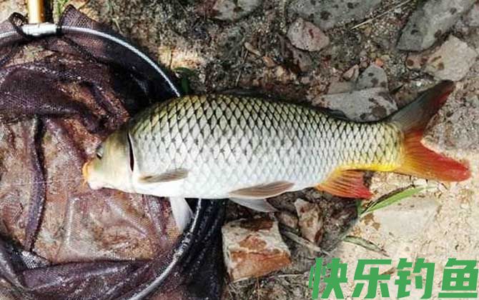 下雨天能钓到鱼吗？