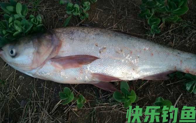 鲢鳙什么时间开口最好？