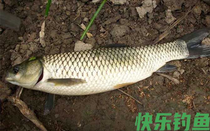 草鱼可以夜钓吗？