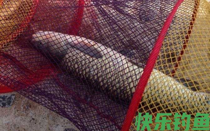 用蓝莓钓青鱼最佳调漂是几目？