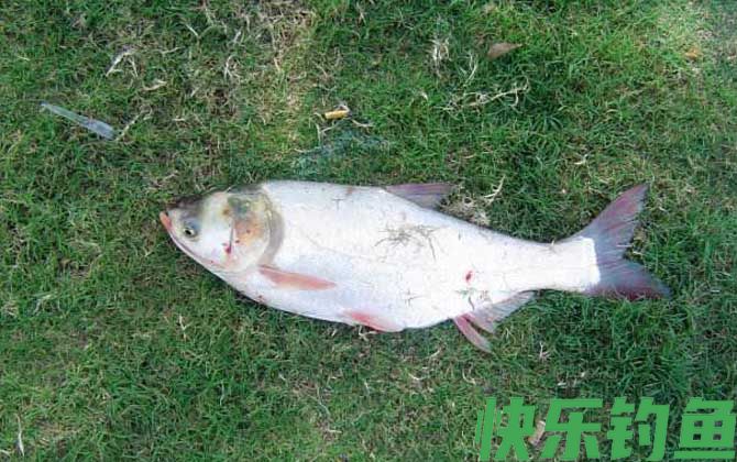 钓鲢鱼如何调漂才好？