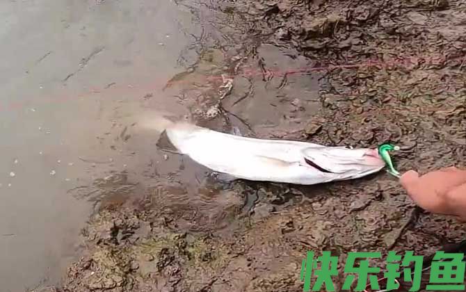 路亚翘嘴一般钓多深合适？