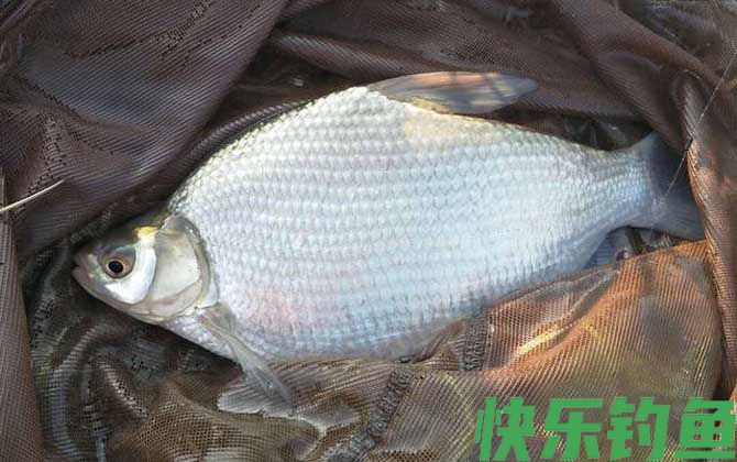 下午钓鱼钓深还是浅？