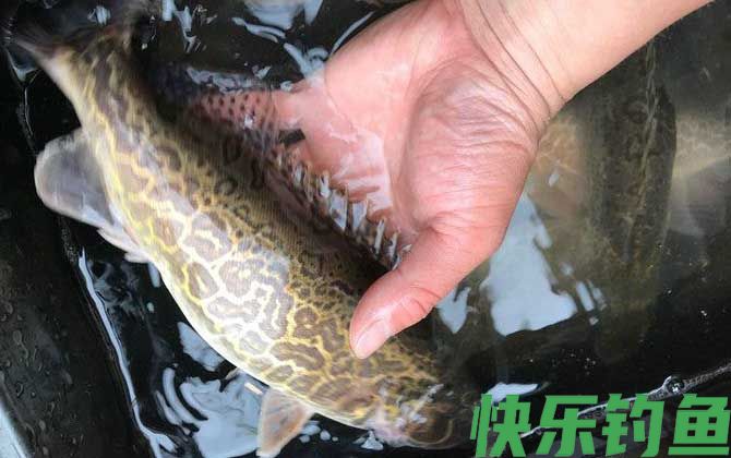 手竿钓鳜鱼怎么钓最好？