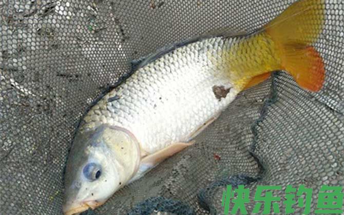 大水面野钓鲤鱼如何打窝？