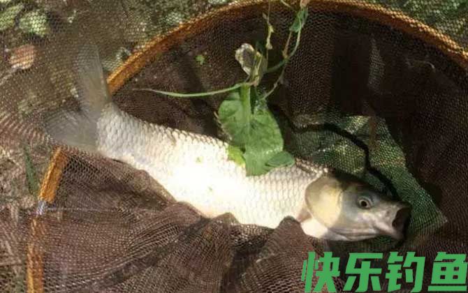 长杆短线怎么钓大鱼？