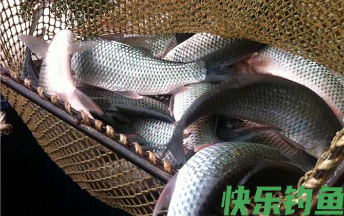 鲮鱼有哪些钓法？