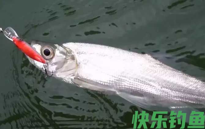 路亚翘嘴鱼的操作手法和技巧