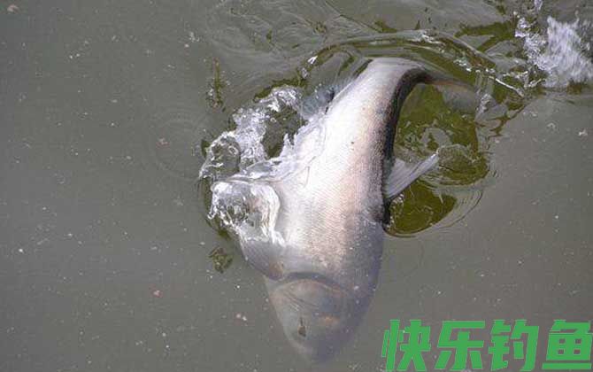 水库钓鲢鳙什么位置好？