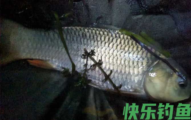 夜钓鲤鱼深水还是浅水好？