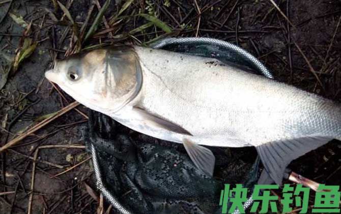 钓鳙鱼实用技巧大全