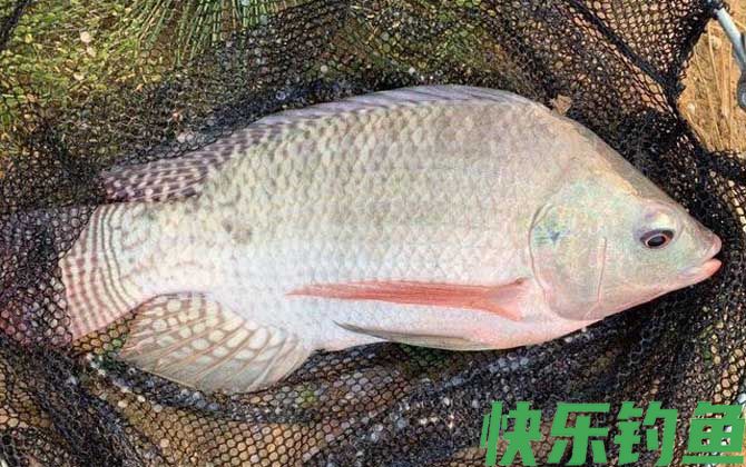 晚上钓罗非鱼可以吗？