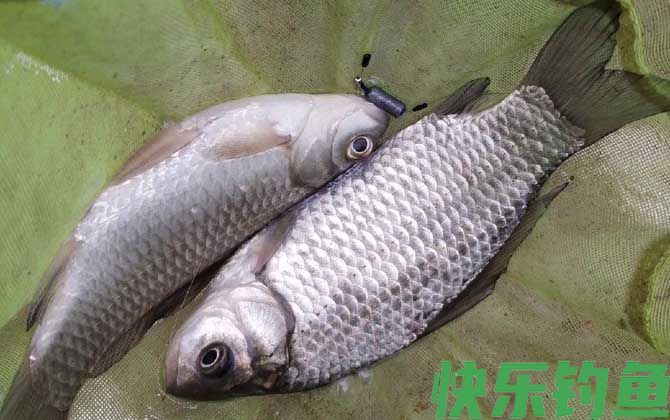 春季钓鲫鱼怎么打窝？