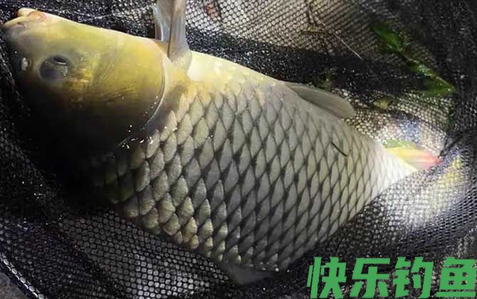 夜间10度能钓鲤鱼吗？