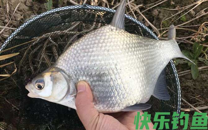 鳊鱼