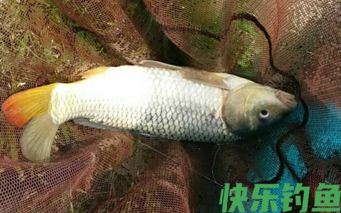 野钓鲤鱼