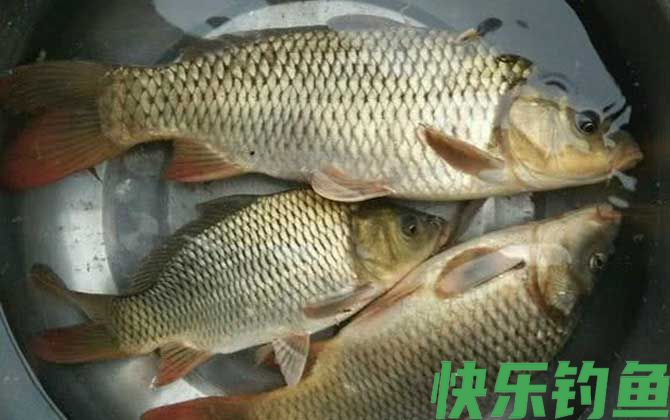 野钓鲤鱼