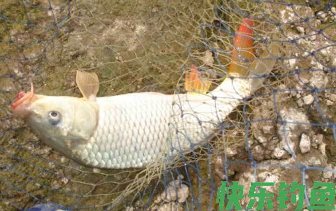 野钓鲤鱼