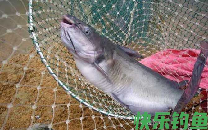 钓鲶鱼