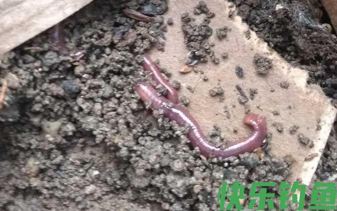 蚯蚓