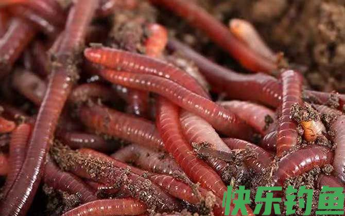 蚯蚓养殖