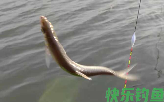 钓白条鱼