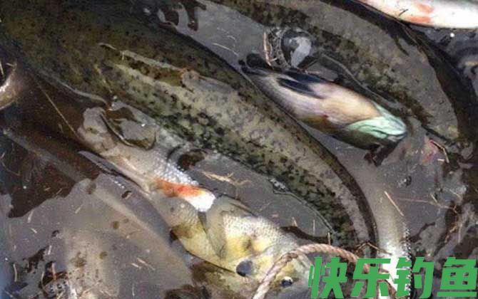 鲶鱼