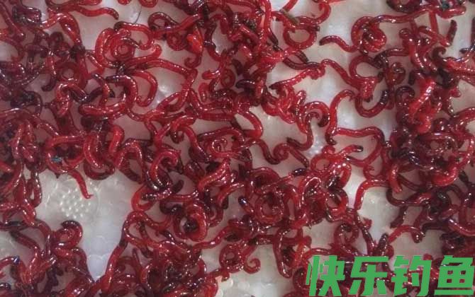 红虫
