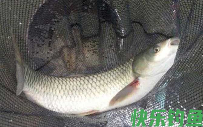 冬季钓草鱼