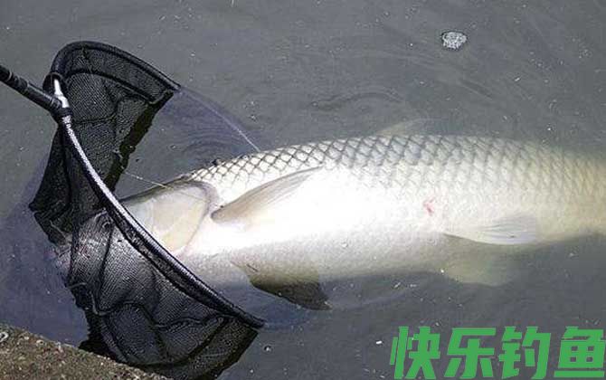 冬季钓草鱼