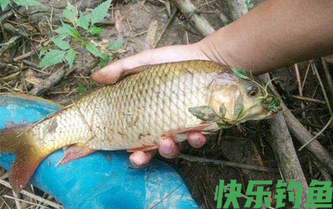 野钓鲤鱼