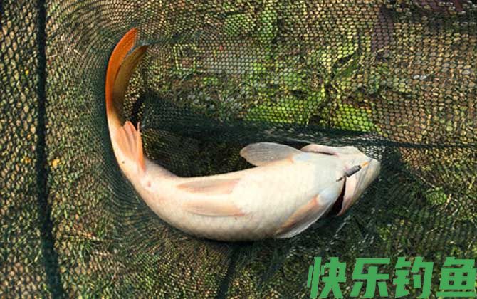 钓鲤鱼