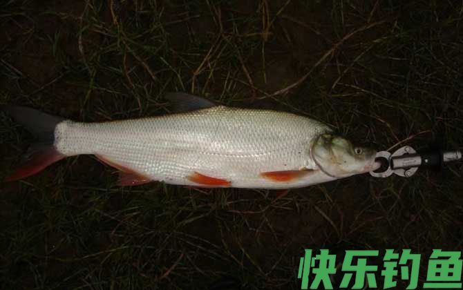 翘嘴红鲌