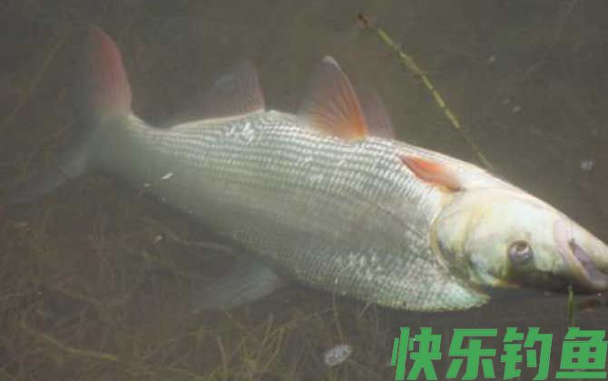 翘嘴红鲌