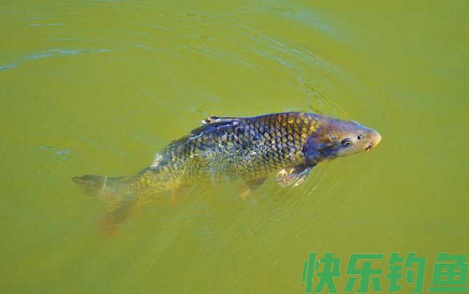 鲤鱼药酒